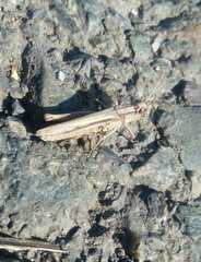 Chorthippus karelini