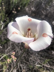 Calochortus venustus