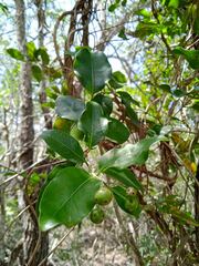 Gynochthodes myrtifolia