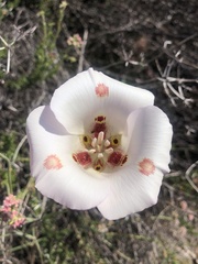 Calochortus venustus