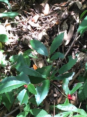 Ardisia cornudentata