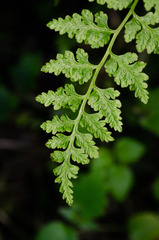 Cystopteris fragilis apiiformis