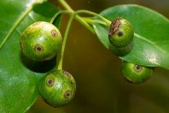 Gynochthodes myrtifolia