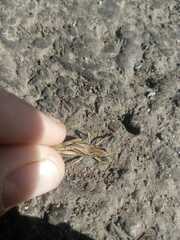 Chorthippus fallax fallax