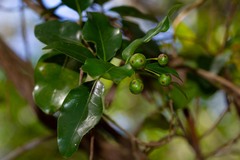 Gynochthodes myrtifolia