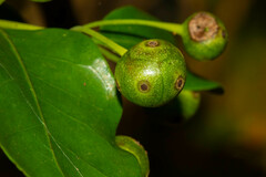 Gynochthodes myrtifolia