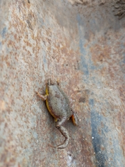 Elachistocleis bicolor