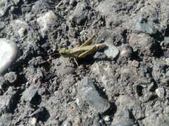 Chorthippus fallax fallax