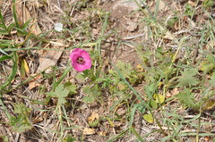 Modiolastrum gilliesii