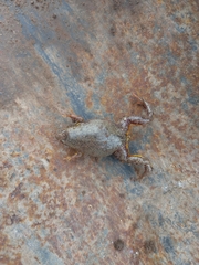 Elachistocleis bicolor