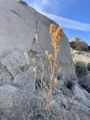 Ehrendorferia chrysantha