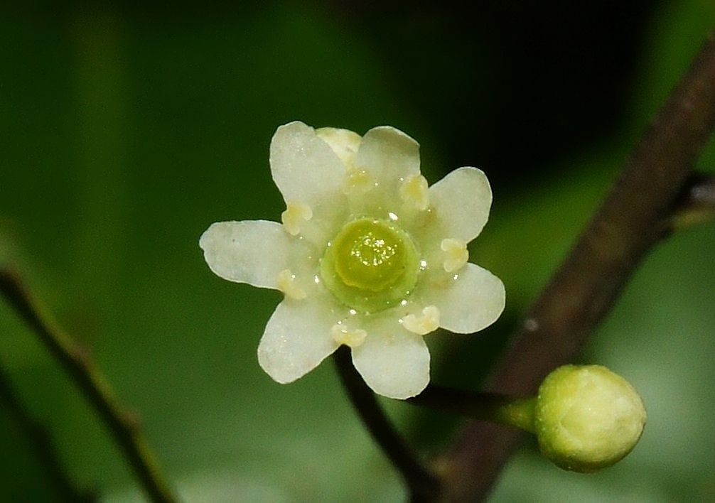 Ilex macfadyenii