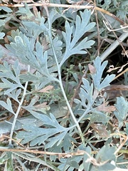 Ehrendorferia chrysantha