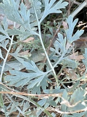 Ehrendorferia chrysantha