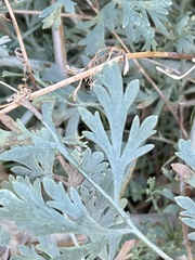 Ehrendorferia chrysantha