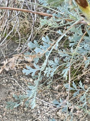 Ehrendorferia chrysantha