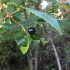 Aristotelia chilensis