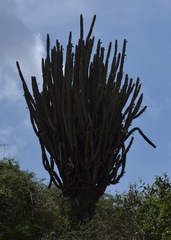 Cereus repandus