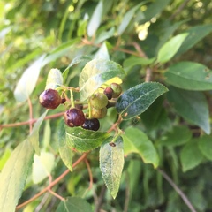 Aristotelia chilensis