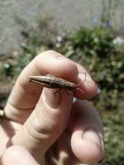 Chorthippus fallax fallax