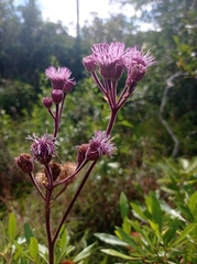 Campuloclinium macrocephalum