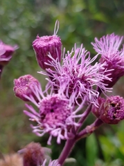 Campuloclinium macrocephalum