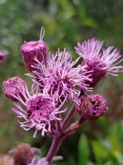 Campuloclinium macrocephalum