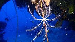 Crinoidea