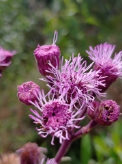 Campuloclinium macrocephalum