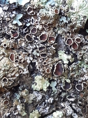 Lecanora hybocarpa