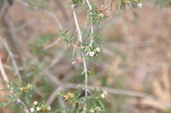 Lippia turbinata