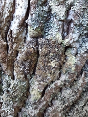 Lecanora hybocarpa