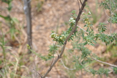 Lippia turbinata