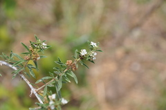 Lippia turbinata