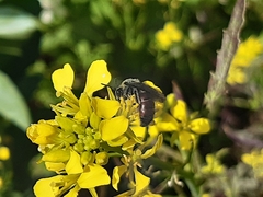 Parasphecodes