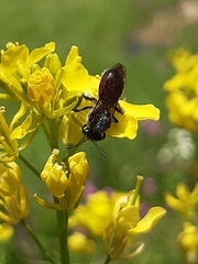Parasphecodes