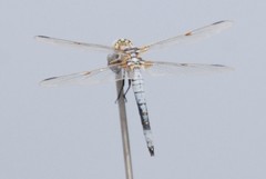 Libellula composita