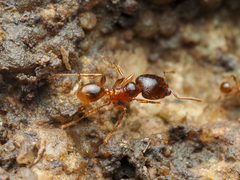 Carebara