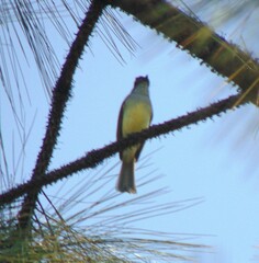 Myiarchus tuberculifer