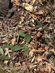 Opuntia humifusa