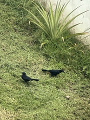 Quiscalus niger brachypterus