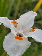 Diabrotica speciosa