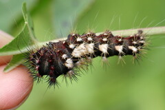 Acronicta longa