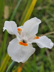 Diabrotica speciosa