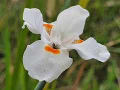 Diabrotica speciosa
