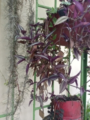 Tradescantia zebrina