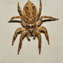 Plexippus petersi