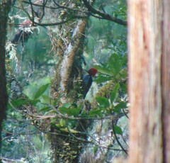 Campephilus guatemalensis