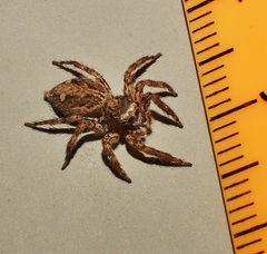Plexippus petersi