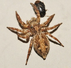 Plexippus petersi